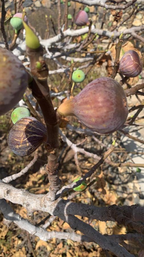 엘파소 Rural Jardines La Quinta 빌라 외부 사진